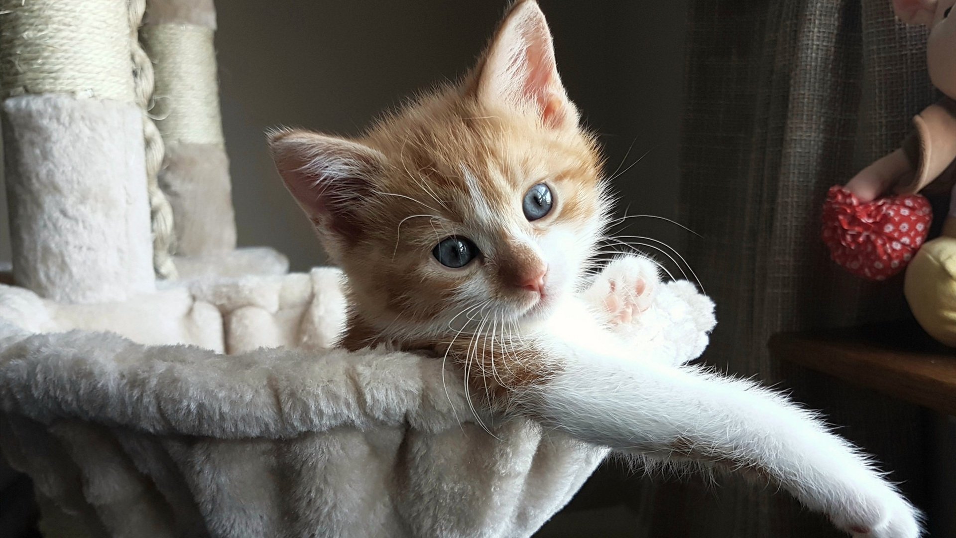 逆风展翅，哈利伯顿在浙江队重压下完成蜕变